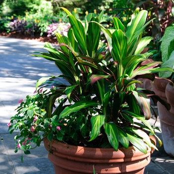 Cordyline fruticosa 'Exotica'