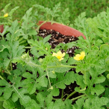 Citrullus lanatus 'Shiny Boy'