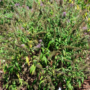 Buddleia davidii 'Orchid' 'SMBDPB' PPAF