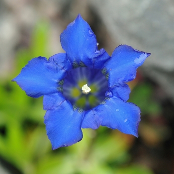 Gentiana angustifolia 'Frei-Hybr.' 