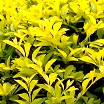 Duranta repens 'Goldii' 