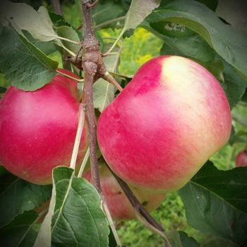 Malus domestica 'KinderKrisp' PP25453