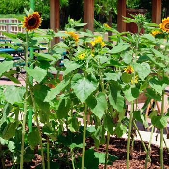 Helianthus annuus 'Orange Mahogany Bicolor' 