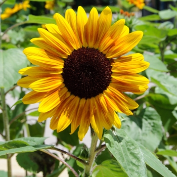 Helianthus annuus 'Orange Mahogany Bicolor'