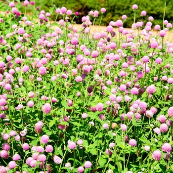 Gomphrena globosa 'Ping Pong Lavender'