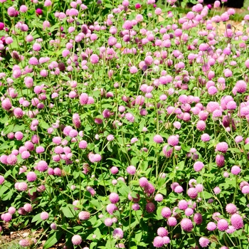 Gomphrena globosa 'Ping Pong Lavender' 