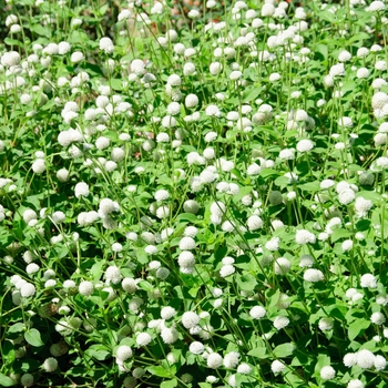 Gomphrena globosa Las Vegas 'White'