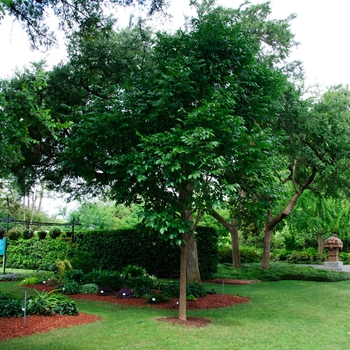 Fraxinus pennsylvanica 'Urbanite'