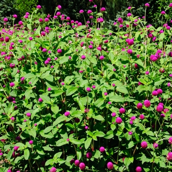 Gomphrena globosa 'Ping Pong Purple' 