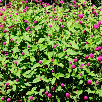 Gomphrena globosa 'Ping Pong Purple'