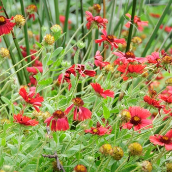 Gaillardia pulchella 'Blood Red' 