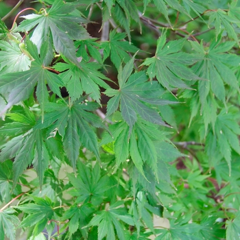 Acer palmatum 'Trompenburg'