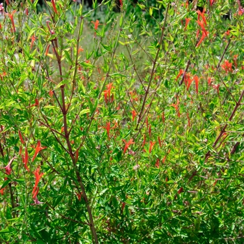 Anisacanthus quadrifidus 'Mexican Fire'