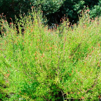 Anisacanthus quadrifidus 'Mexican Fire' 