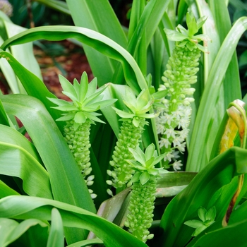 Eucomis comosa 'Tugela Jade' 