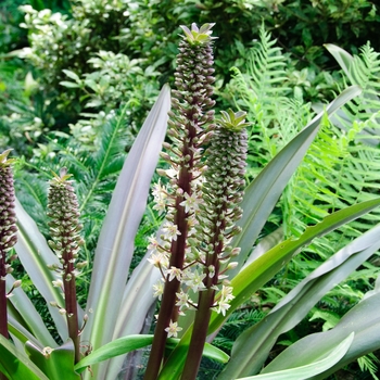 Eucomis comosa 'Sparkling Burgundy' 