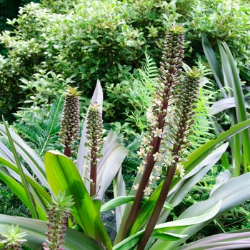 Eucomis comosa 'Sparkling Burgundy'