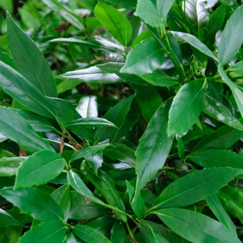 Aucuba japonica 'Serratifloia'