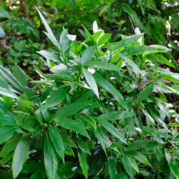 Aucuba japonica 'Serratifloia' 