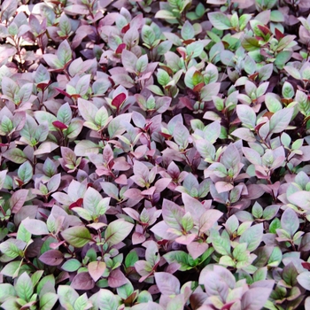 Alternanthera dentata 'Little Ruby'