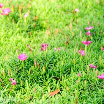 Dianthus 'Witch Doctor™'