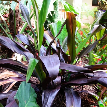 Cordyline fruticosa 'Black Magic'