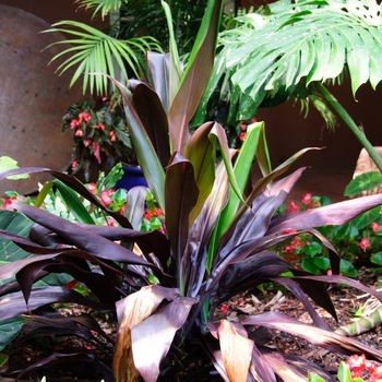 Cordyline fruticosa 'Black Magic' 