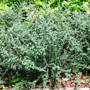 Cotoneaster glaucophyllus