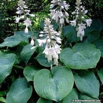 Hosta sieboldiana var. glabra