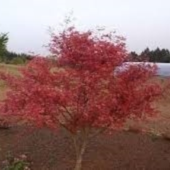 Acer palmatum 'Shishio Improved' 