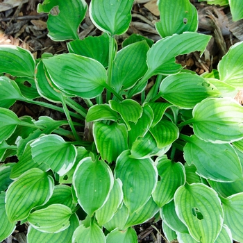 Hosta 'Moon River' 