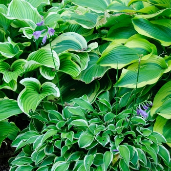 Hosta 'Hush Puppy' 