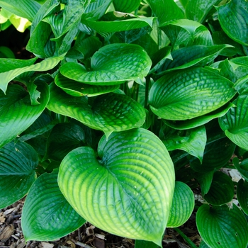 Hosta 'Blue Hawaii' 