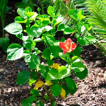 Hibiscus rosa-sinensis 'Mandarin Wind' 