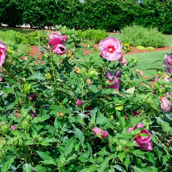 Hibiscus 'Berrylicious' 