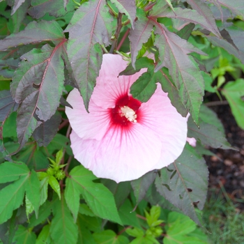 Hibiscus 'Brandy Punch' 