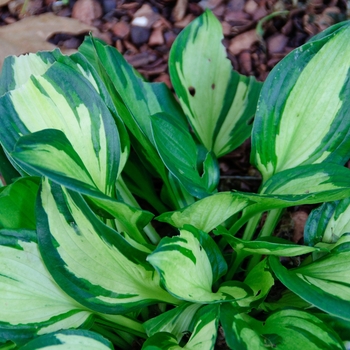 Hosta 'Eternal Flame' 