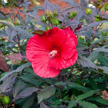 Garden Hibiscus Center Marketing Wings\' | Tropical \'White rosa-sinensis Hibiscus