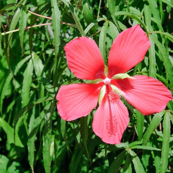 Hibiscus coccineus