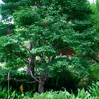 Acer palmatum 'Hogyoku'