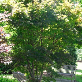 Acer palmatum 'Pixie' 