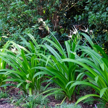 Hymenocallis caribaea 'Tropical Giant' 