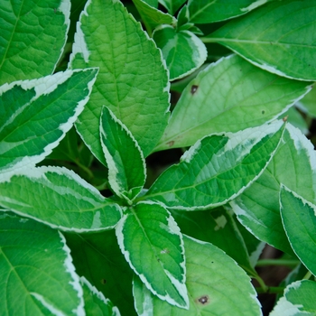 Hydrangea macrophylla 'Variegata' 