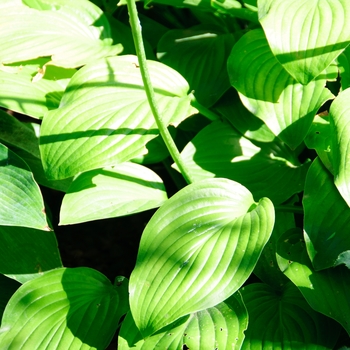 Hosta 'Resonance' 