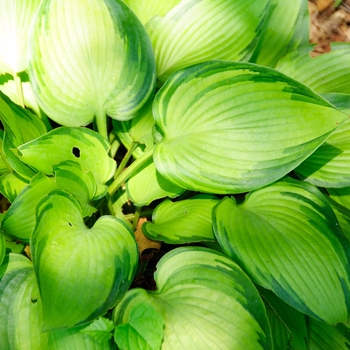 Hosta 'Pineapple Punch' PP18318