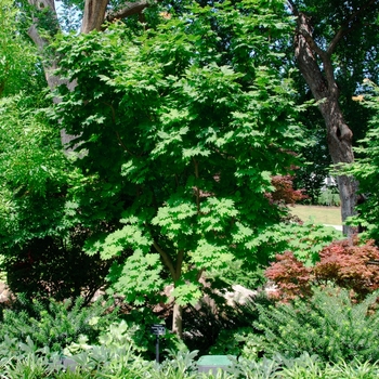 Acer japonicum 'Vitifolium'