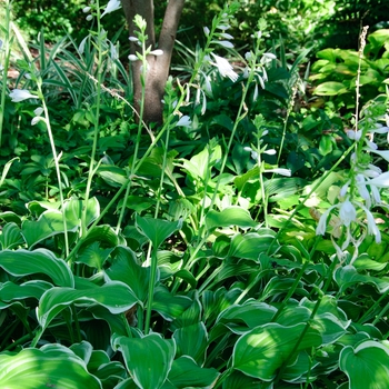 Hosta 'Sugar and Cream' 