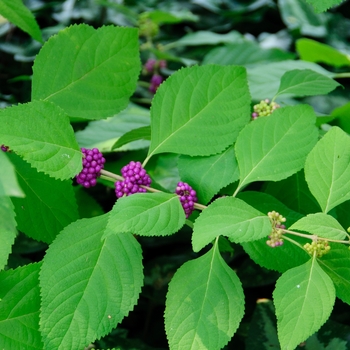 Callicarpa americana 