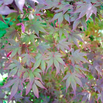 Acer palmatum 'Fireglow' 