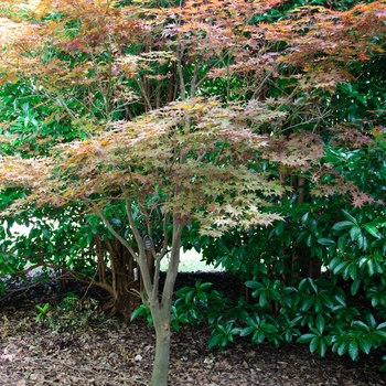 Acer palmatum 'Fireglow'